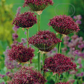 Hectarul - Ladita 350 bulbi de ceapa decorativa ALLIUM Atropurpureum
